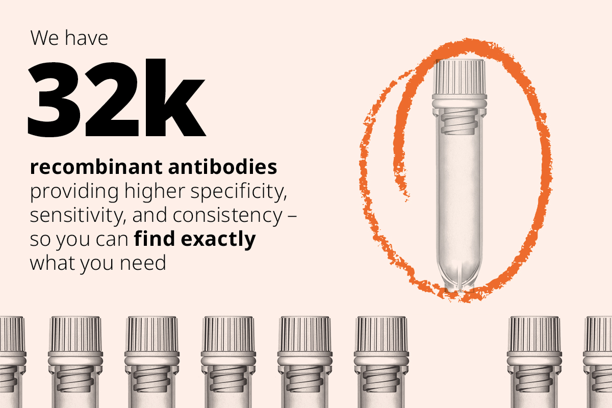 我们有32k重组抗体，具有更高的特异性、敏感性和一致性，因此您可以准确地找到所需的抗体